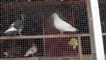 Salford Council Pigeon Loft Eviction at Kersal Vale